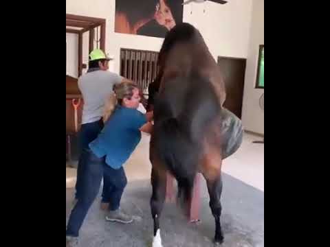 Aventuras-a-Caballo-Explora-la-Sierra-a-Lomos-de-un-Equino - La Sierra Noticias
