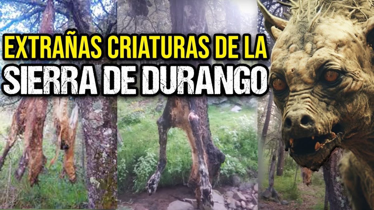De-avistamientos-y-leyendas-Criaturas-misteriosas-de-la-Sierra - La Sierra Noticias