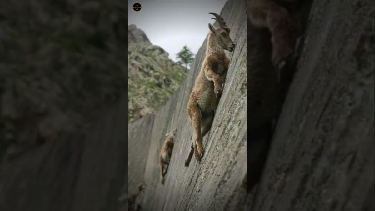 Escalada-en-roca-Desafia-los-picos-mas-altos-de-la-Sierra - La Sierra Noticias