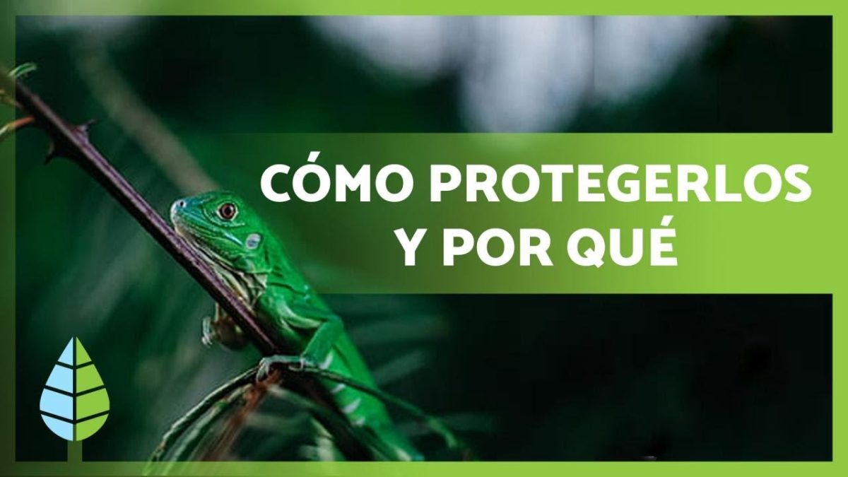 Especies-en-peligro-La-importancia-de-la-conservacion-en-la-Sierra - La Sierra Noticias