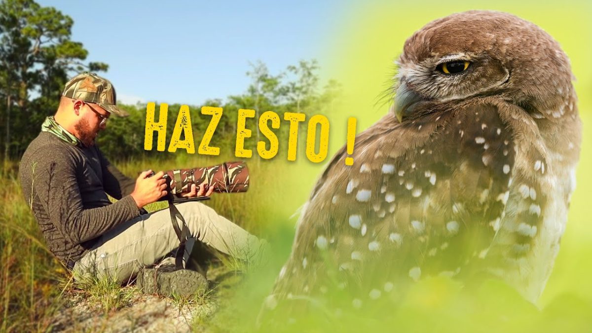 Fotografia-de-vida-silvestre-Captura-la-fauna-unica-de-la-Sierra - La Sierra Noticias