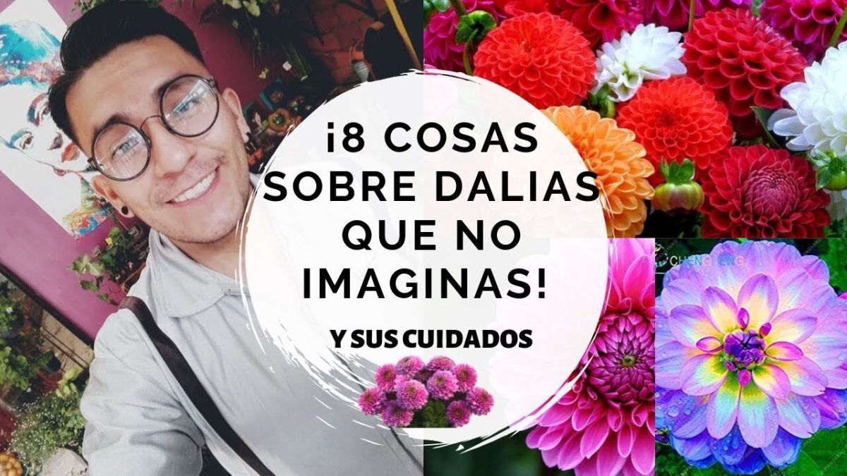 Historia-y-curiosidades-de-Dalias - La Sierra Noticias