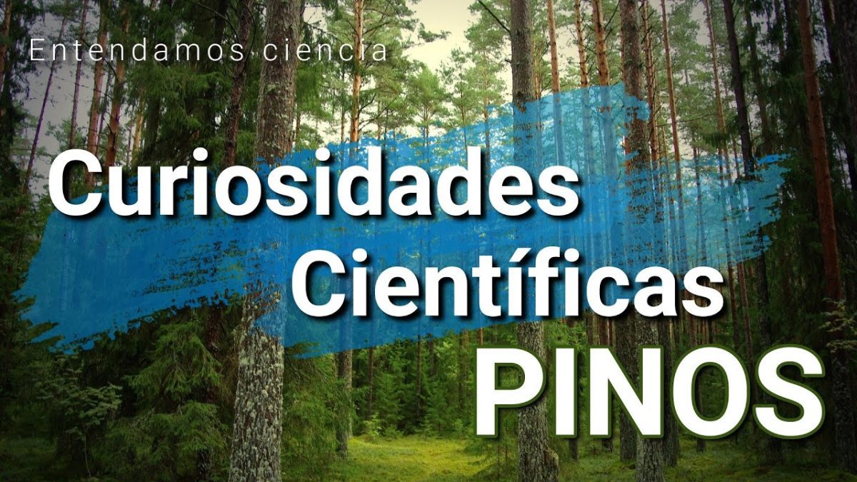 Historia-y-curiosidades-de-Pinos - La Sierra Noticias