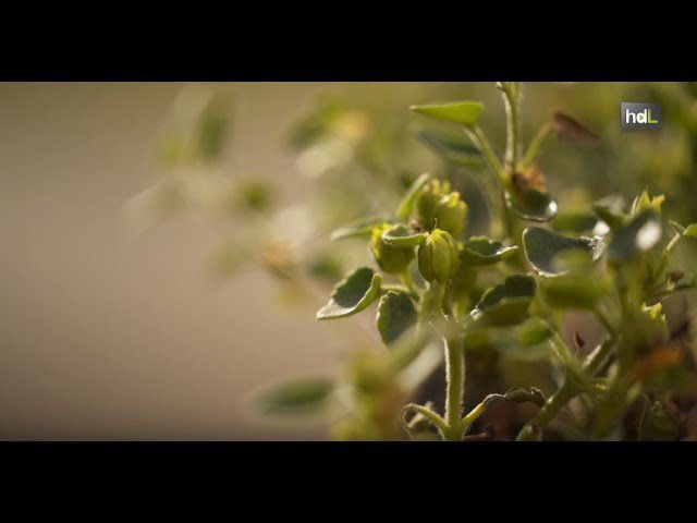 Jardines-botanicos-Descubre-la-diversidad-floral-de-la-Sierra - La Sierra Noticias