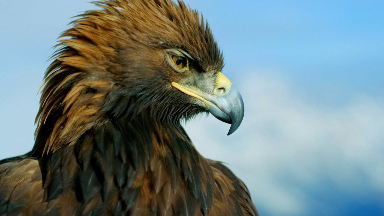 Observacion-de-Aves-Rapaces-Descubre-las-Majestuosas-Aguilas-en-Vuelo - La Sierra Noticias