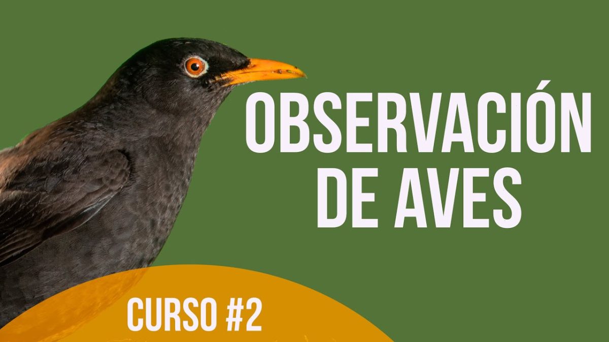 Rutas-Ornitologicas-Observacion-de-Aves-en-su-Habitat-Natural - La Sierra Noticias