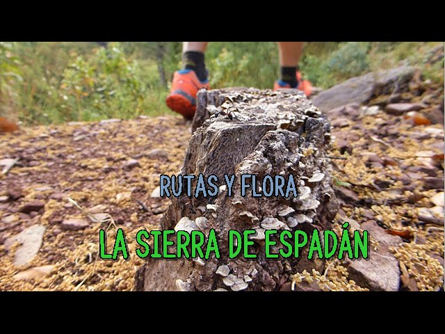 Rutas-Silvestres-Descubre-la-Flora-Escondida-de-la-Sierra - La Sierra Noticias