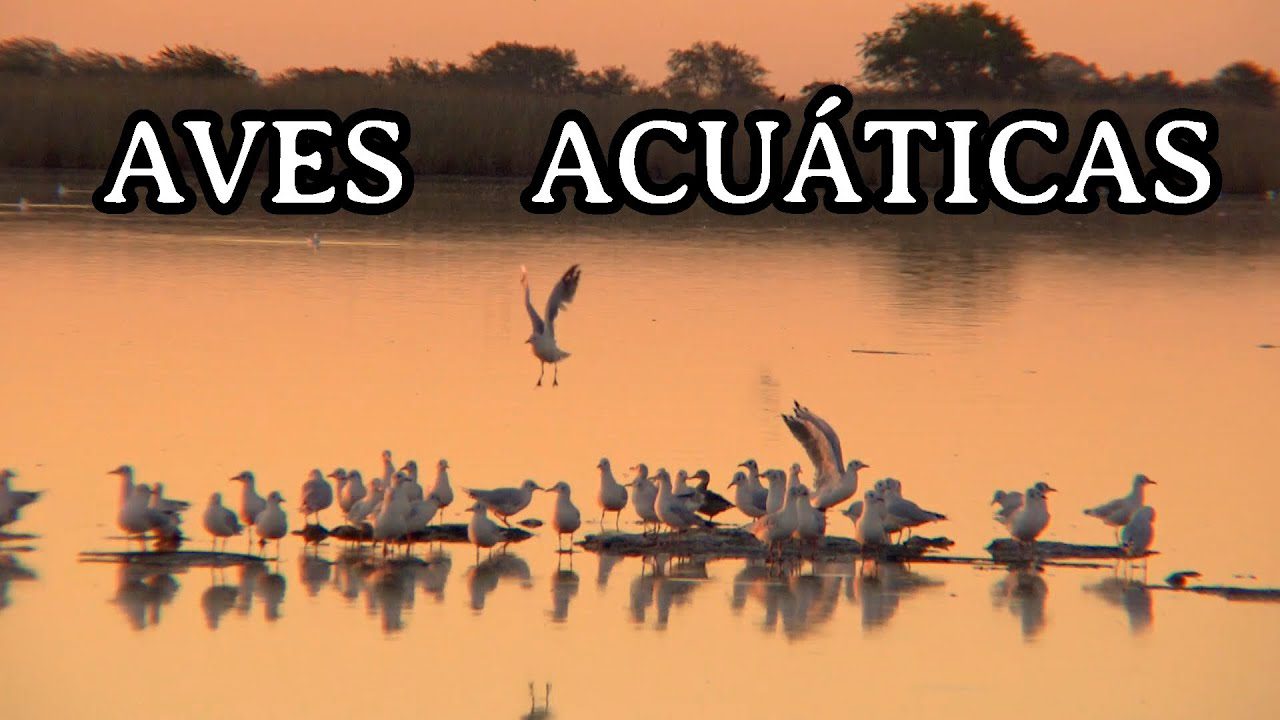 Rutas-de-Observacion-de-Aves-Acuaticas-Lagunas-y-Humedales - La Sierra Noticias