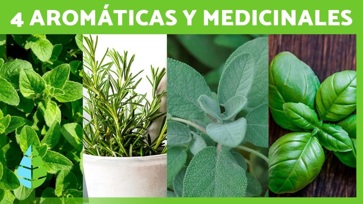 Sierra-Aromatica-Plantas-Medicinales-y-Sus-Usos - La Sierra Noticias