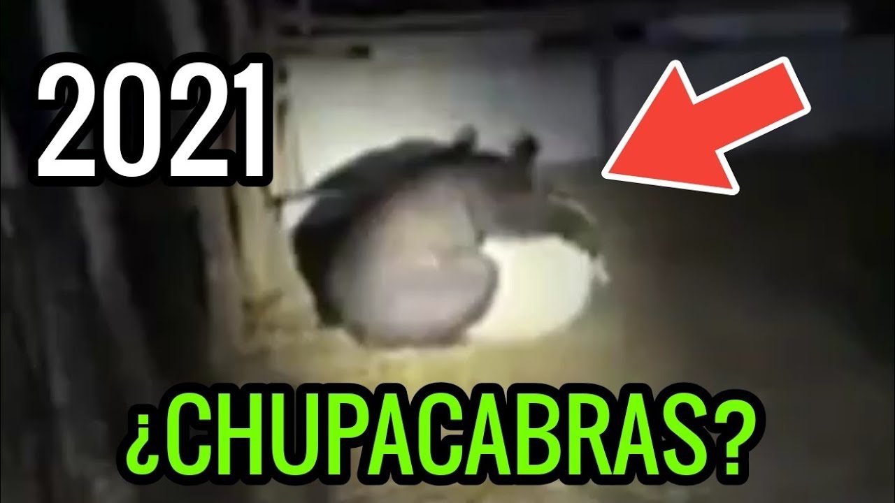Sierra-en-Cuatro-Patas-Descubre-la-Montana-con-Tu-Perro - La Sierra Noticias