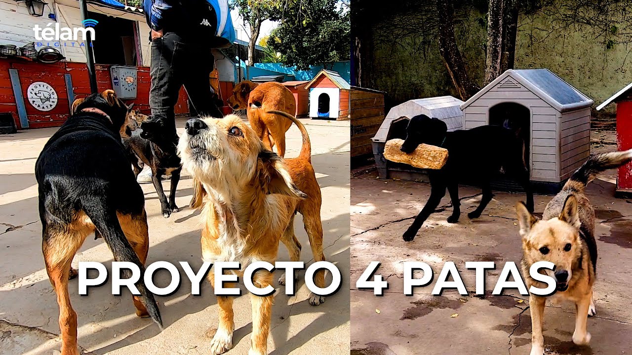 Aventuras-con-Cuatro-Patas-Explora-la-Sierra-de-Cordoba-con-Tu-Perro - La Sierra Noticias