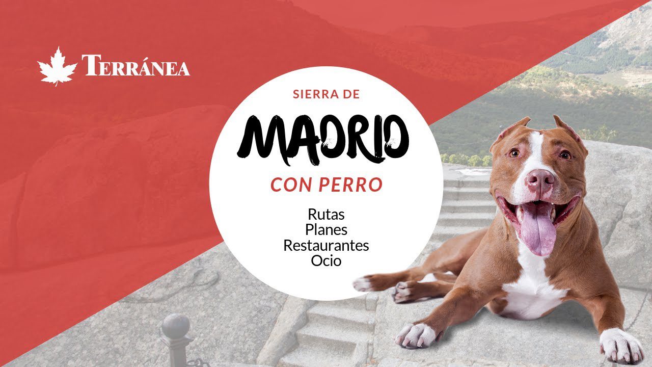Aventuras-con-Cuatro-Patas-Explora-la-Sierra-de-Madrid-con-Tu-Perro - La Sierra Noticias