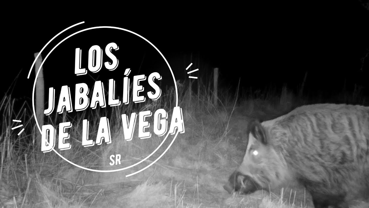 Historia-y-curiosidades-de-San-Martin-de-la-Vega-del-Alberche - La Sierra Noticias
