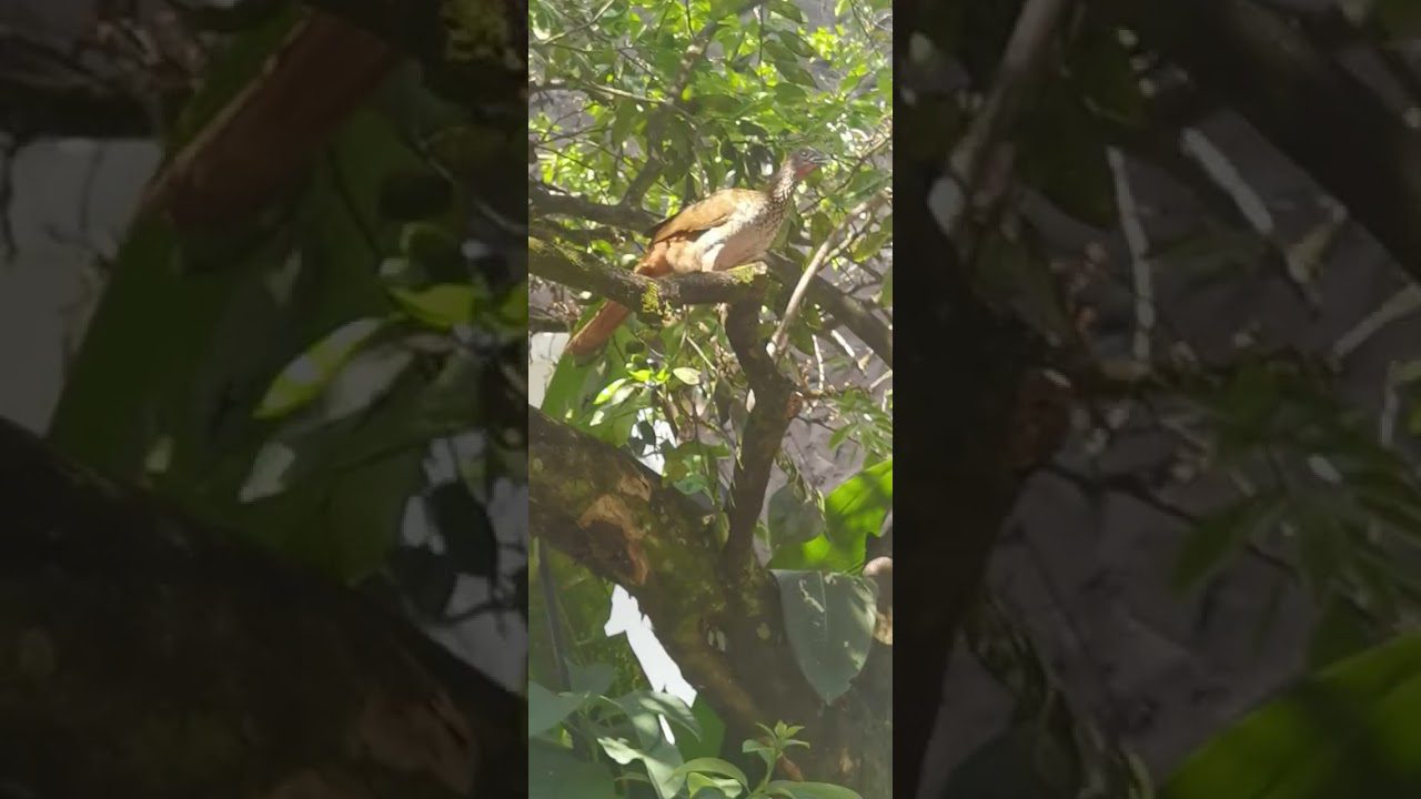 Observacion-de-Aves-Descubre-la-Avifauna-Unica-de-la-Region - La Sierra Noticias
