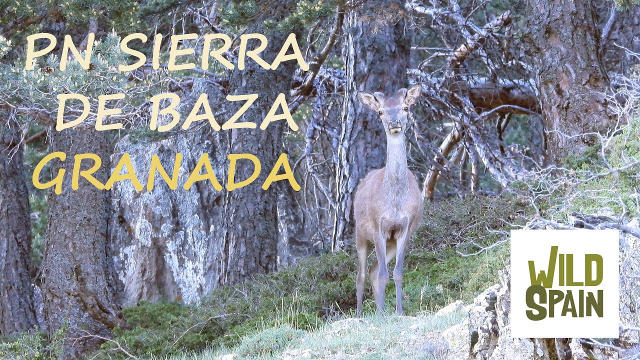 Parques-Naturales-Maravillas-Ecologicas-de-la-Sierra-Granadina - La Sierra Noticias