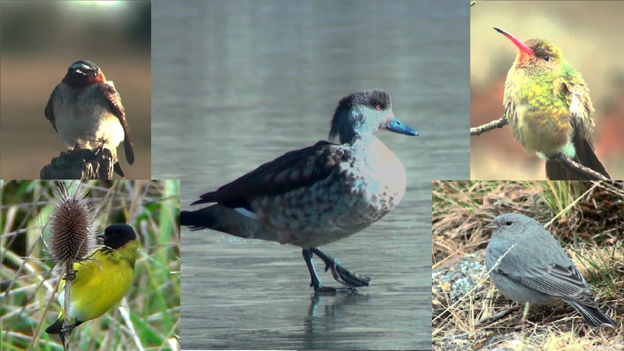 Rutas-Ornitologicas-de-Invierno-Observacion-de-Aves-en-su-Habitat - La Sierra Noticias