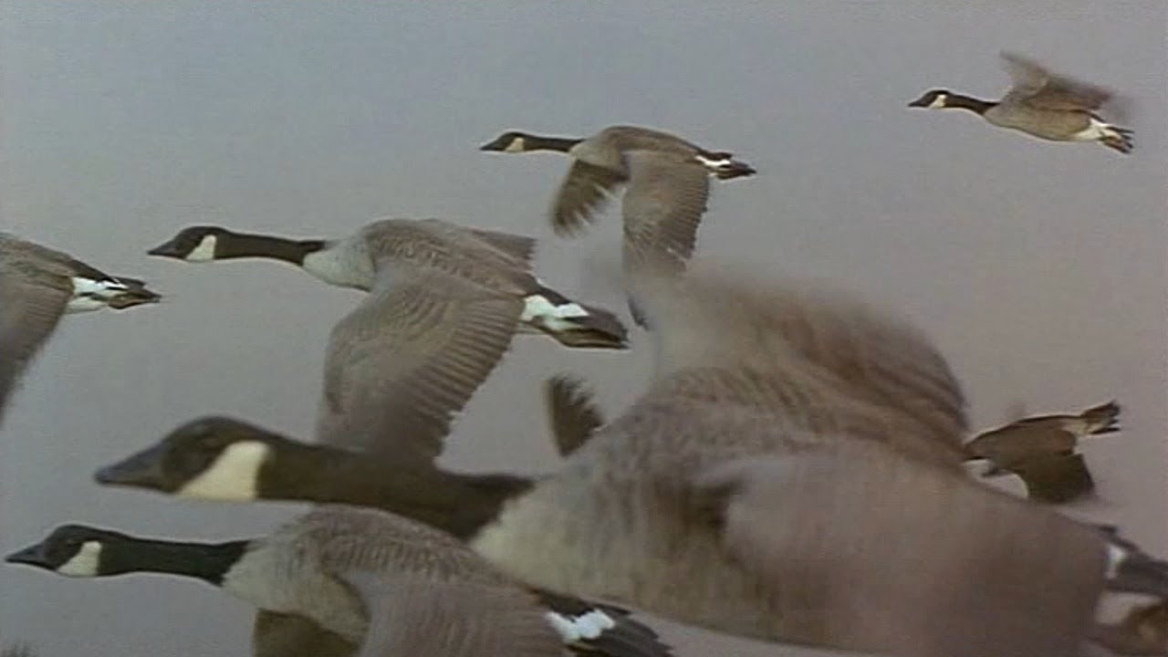 Rutas-Ornitologicas-de-Primavera-Observacion-de-Aves-Migratorias-1 - La Sierra Noticias