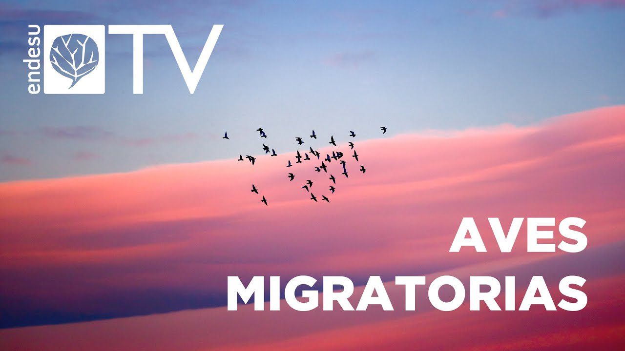 Rutas-Ornitologicas-de-Primavera-Observacion-de-Aves-Migratorias - La Sierra Noticias