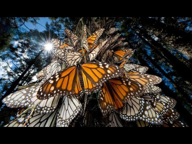 Rutas-de-Mariposas-Observa-la-Vida-Insectil-en-las-Alturas - La Sierra Noticias