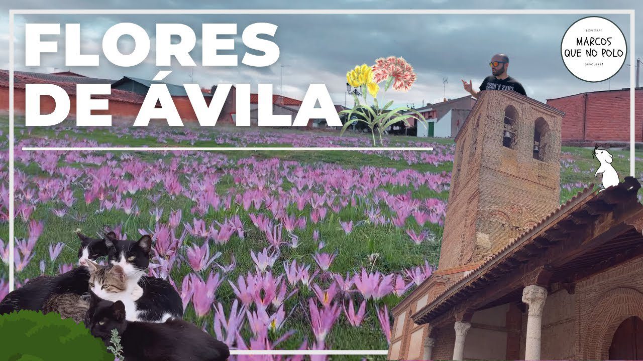 Sierra-de-Flores-de-Avila - La Sierra Noticias