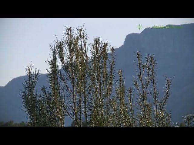 Sierra-de-Granada-en-Miniatura-Descubre-Microcosmos-Naturales - La Sierra Noticias