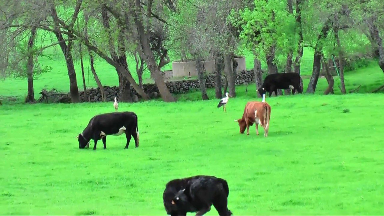Sierra-de-Piedrahita - La Sierra Noticias