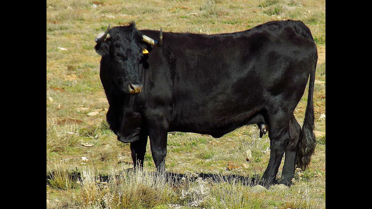 Sierra-de-San-Juan-del-Olmo - La Sierra Noticias