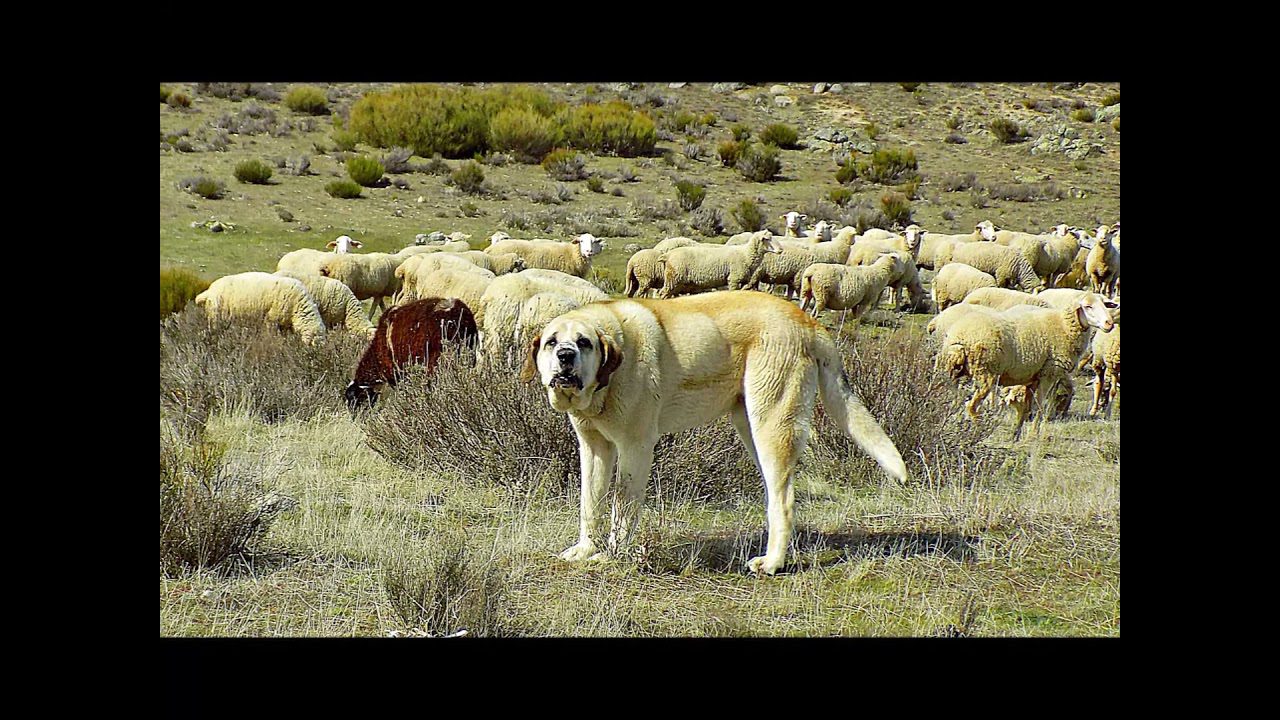 Sierra-de-Villanueva-del-Campillo - La Sierra Noticias