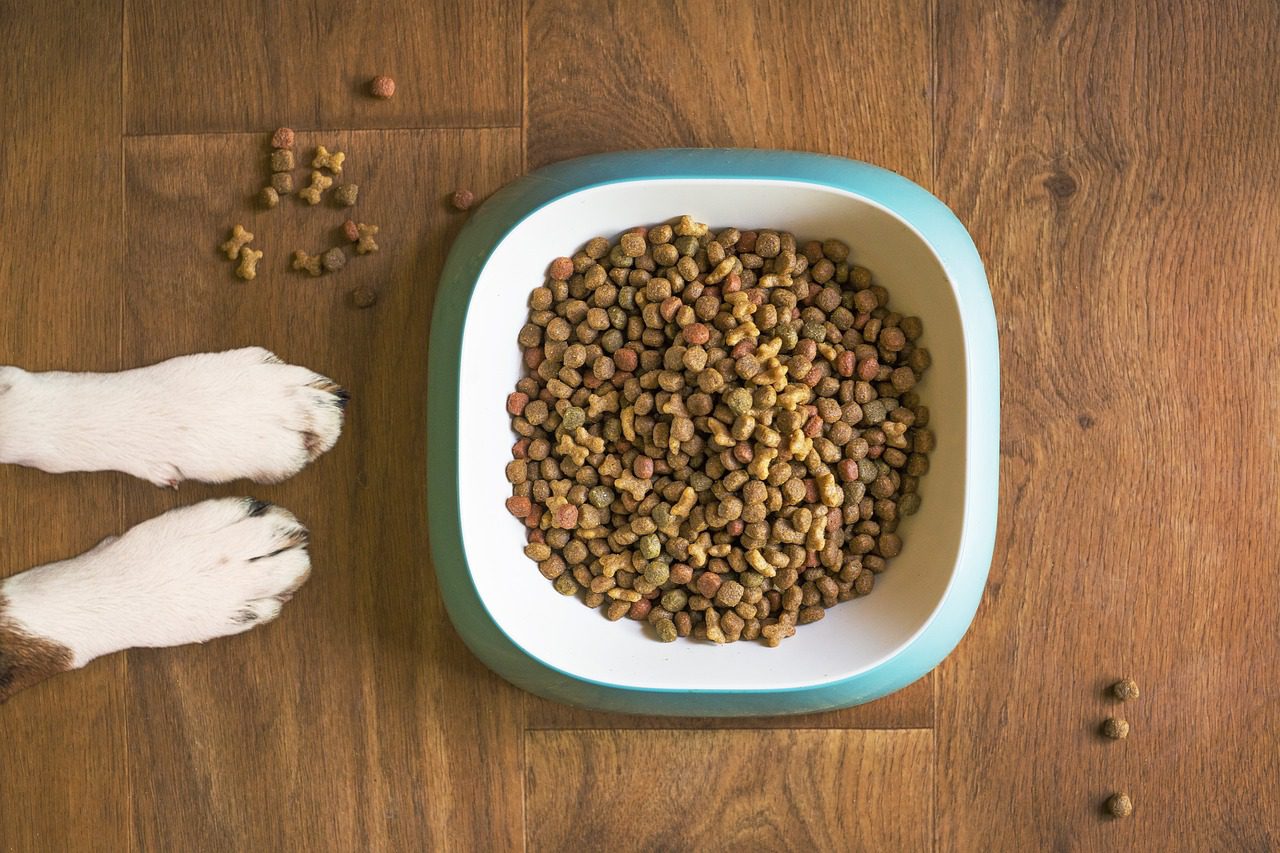 comida perros - IP - La Sierra Noticias