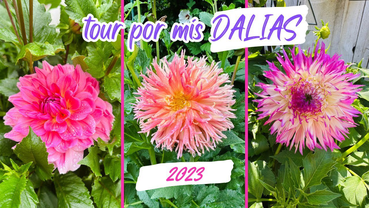 Excursiones-por-Dalias - La Sierra Noticias