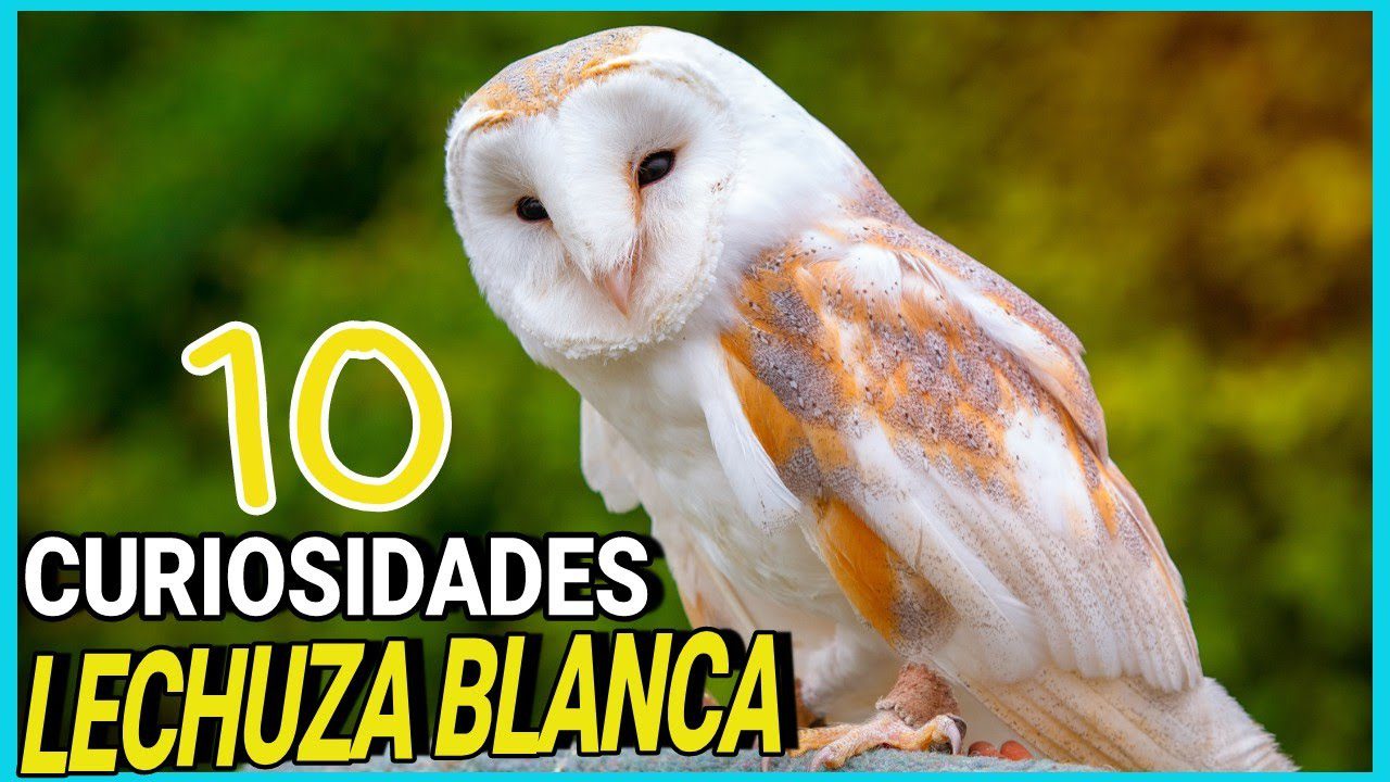 Historia-y-curiosidades-de-Campanario - La Sierra Noticias