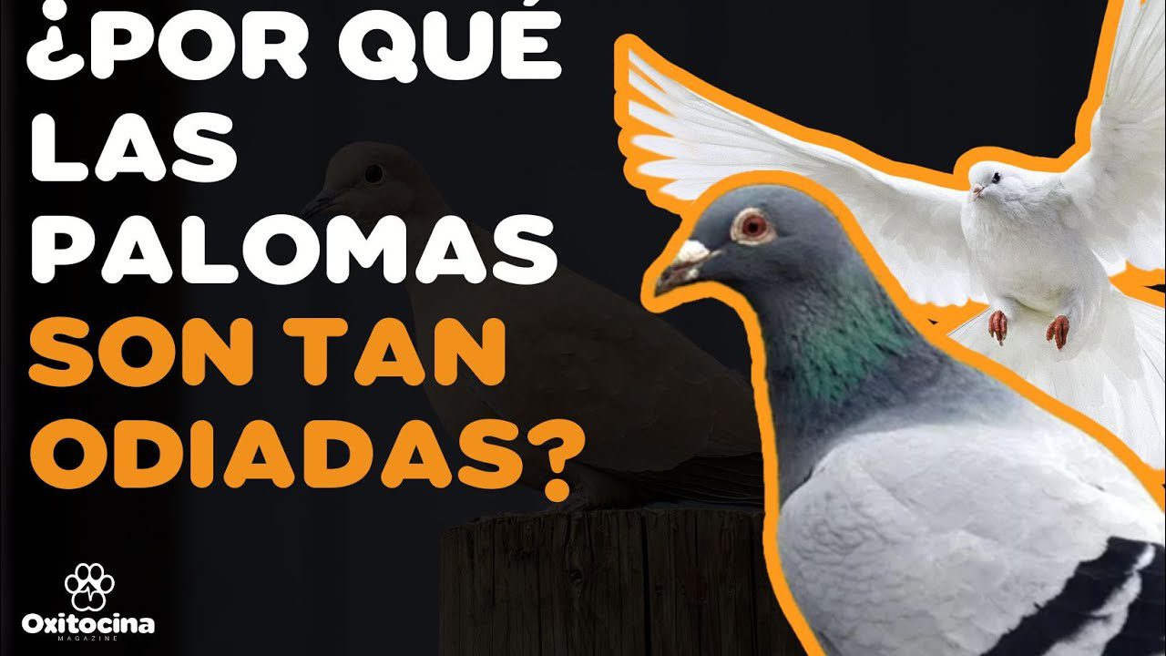 Historia-y-curiosidades-de-Palomas - La Sierra Noticias