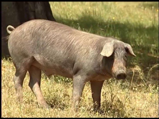 Historia-y-curiosidades-de-Valle-de-Santa-Ana - La Sierra Noticias