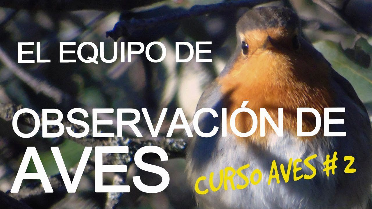 Observacion-de-Aves-Descubre-la-Avifauna-Unica-de-la-Region - La Sierra Noticias