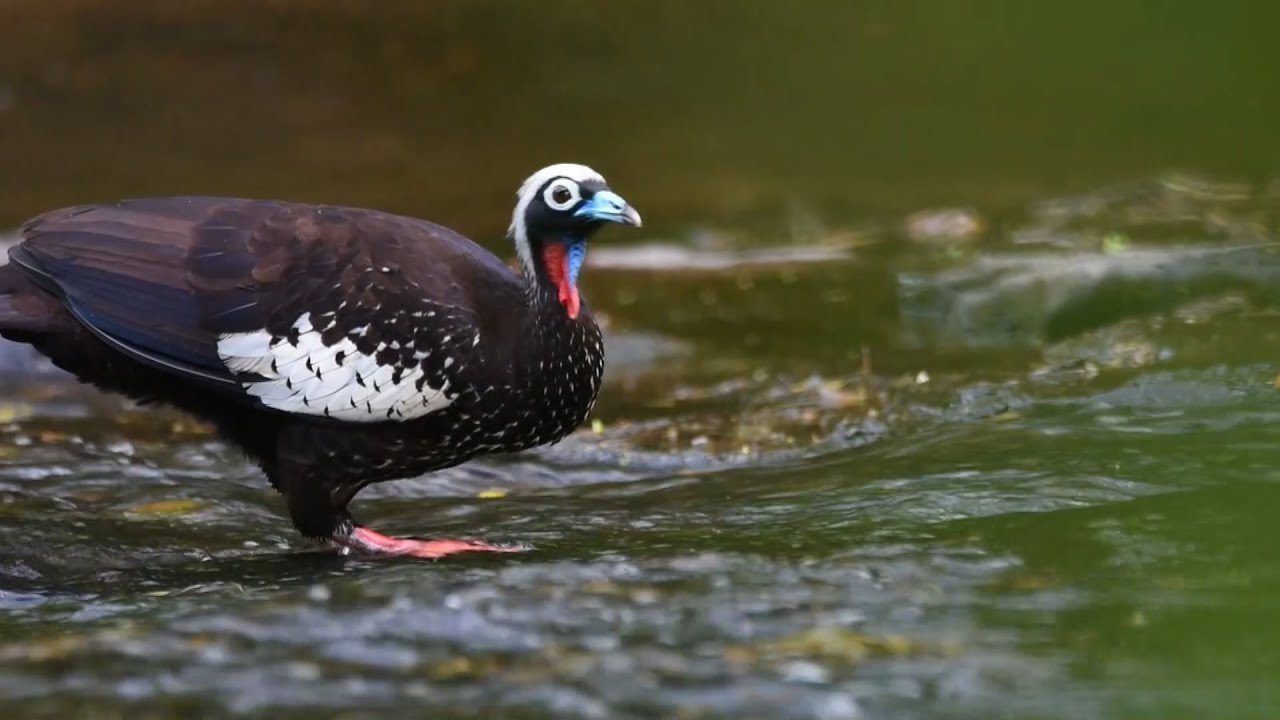 Observacion-de-Aves-Un-Paraiso-para-los-Amantes-de-la-Ornitologia - La Sierra Noticias
