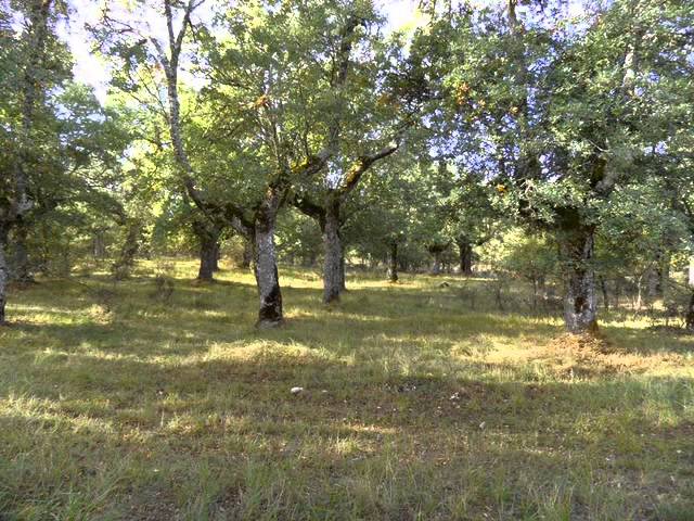 Sierra-de-Carcedo-de-Burgos - La Sierra Noticias
