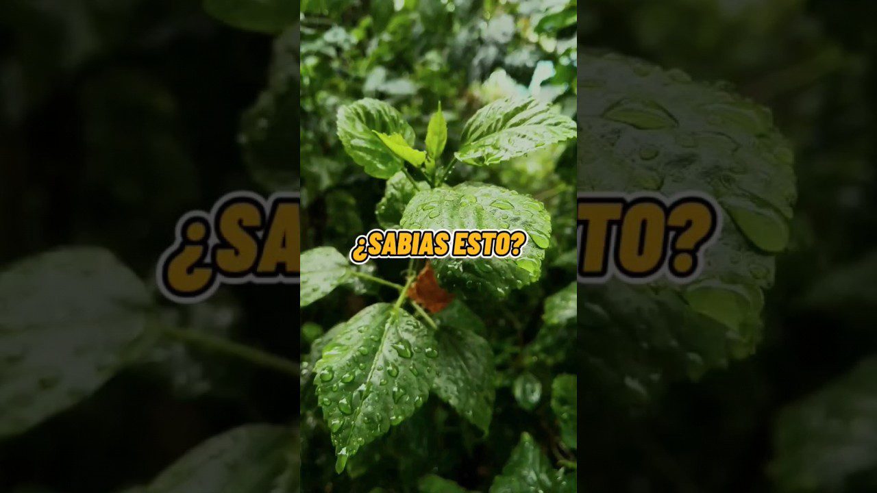 Historia-y-curiosidades-de-Tubilla-del-Agua - La Sierra Noticias Historia y curiosidades de Tubilla del Agua