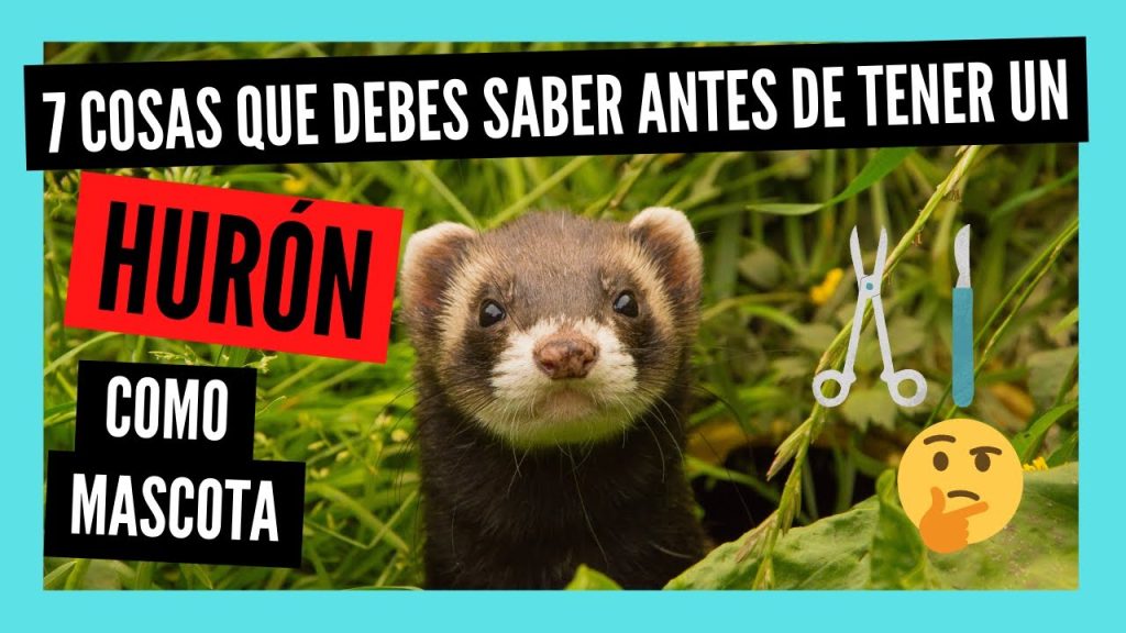Vivir en 	Hurones