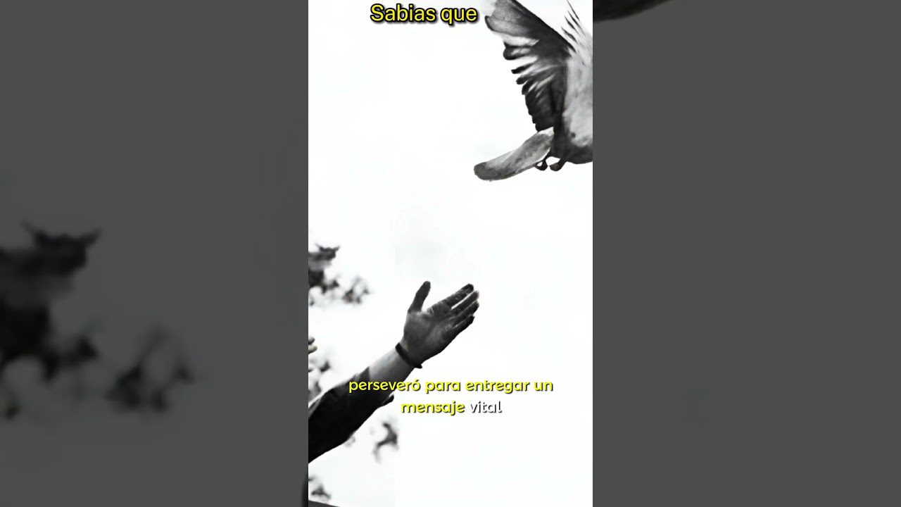 Historia-y-curiosidades-de-Palomero - La Sierra Noticias Historia y curiosidades de Palomero