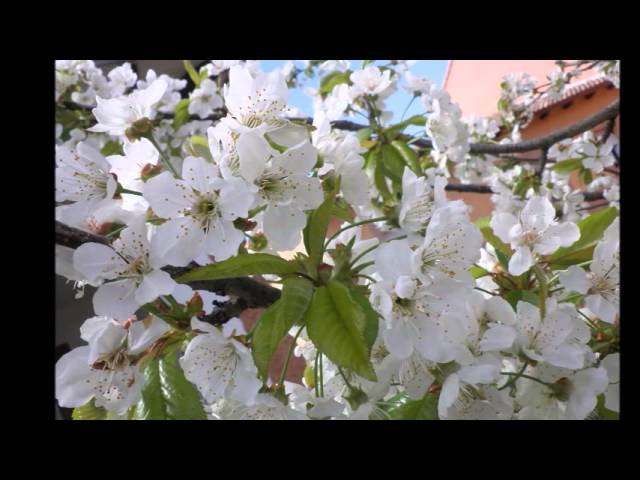 Historia-y-curiosidades-de-Pinofranqueado - La Sierra Noticias Historia y curiosidades de Pinofranqueado