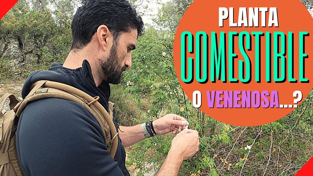 Como-identificar-y-usar-plantas-comestibles-en-la-montana - La Sierra Noticias Cómo identificar y usar plantas comestibles en la montaña