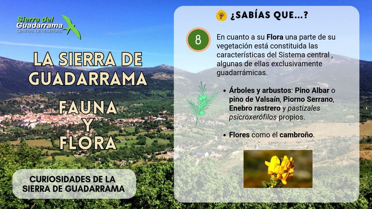 alojamientos-recomendados-en-Que-flora-y-fauna-se-puede-ver-en-la-Sierra-de-Guadarrama - La Sierra Noticias alojamientos recomendados en Qué flora y fauna se puede ver en la Sierra de Guadarrama