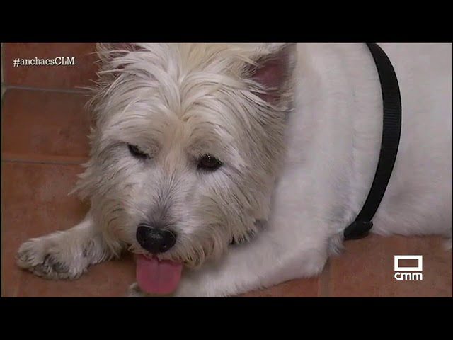 como-disfrutar-de-Que-alojamientos-rurales-admiten-mascotas-en-la-Sierra-de-Ayllon - La Sierra Noticias cómo disfrutar de Qué alojamientos rurales admiten mascotas en la Sierra de Ayllón