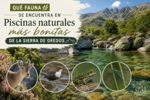 qué fauna se encuentra en Piscinas naturales más bonitas de la Sierra de Gredos