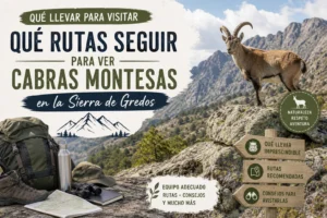 que-llevar-para-visitar-Que-rutas-seguir-para-ver-cabras-montesas-en-la-Sierra-de-Gredos - La Sierra Noticias qué llevar para visitar Qué rutas seguir para ver cabras montesas en la Sierra de Gredos